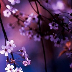 Meet your Posher, Lacey